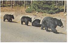 Postcard WY Yellowstone National Park ￼Wyoming Mamma Black Bear & Three Cubs D25 picture