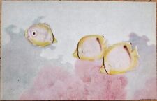 Hashime Murayama 1920 Artist Signed Miami Aquarium Postcard, Butterfly Fish picture