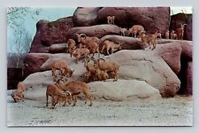 Postcard St Louis Zoological Garden Barbary Sheep picture