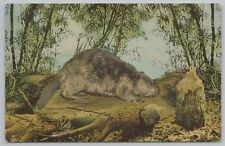 Animal~Beaver Beside Cut Down Tree~Vintage Postcard picture