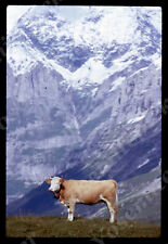 sl80  Original slide 1960's Adorable cow w/ bell around neck 898a picture