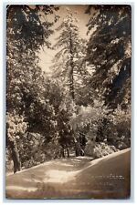 1913 George D. Kamphefner Forest Snow Trees Mt. Wilson CA RPPC Photo Postcard picture