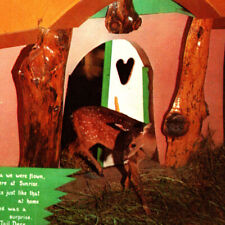 Vintage 1960s Bananaland Wild Life Nursery Tail Deer Catskill Game Farm Postcard picture