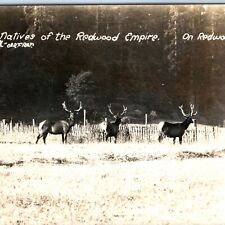 c1920s Redwood Highway, CA RPPC Elks Native to Empire Arfrar Real Photo PC A125 picture
