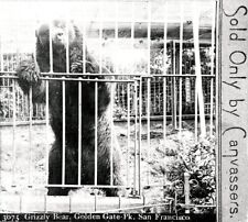 c.1910 SAN FRANCISCO GOLDEN GATE PARK MONARCH the GRIZZLY BEAR in CAGE~NEGATIVE picture