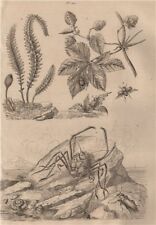 Homola crab. Hookerie. Hoplia coerulea. Horia beetle. Houblon (Hop) 1834 print picture