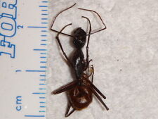 Hymenoptera Formicidae Giant Malaysia Ant 19mm Species #75 Insect Bug Collection picture