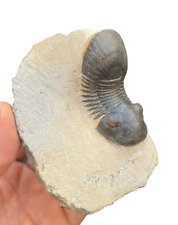Rare Moroccan Paralejurus Trilobite Fossil:A Prehistoric Treasure for Collectors picture