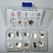 10 Insect Marble Collection Set plastic Box 2 cm Sphere Education Real Specimen picture