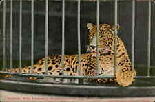Postcard: TE Leopard, (Felis Leopardus) Washington Park Zoo, Milwaukee picture