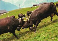 Alps Switzerland Queen's Fights Traditional Black Cow Challenge Postcard picture