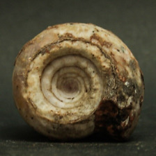 75 gr Amazing  Ammonite Fossil Calcite From Timor Leste picture