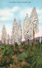 Postcard CA California Yuccas in Bloom Posted 1948 Linen Vintage PC J3397 picture