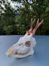 Roebuck deer roe deer skull with antlers lower and upper jaws taxidermy anatomy  picture