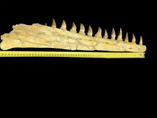 A huge part of Mosasaurs jaw for collecting better quality dinosaur bones  57 Cm picture