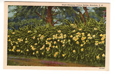 Linen Postcard: Cereus Hedge, night-blooming, Honolulu, Territory of Hawaii picture