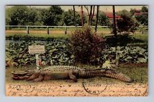 Jacksonville FL-Florida, Big Joe, Alligator, Alligator Park, Vintage Postcard picture