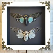 Cicada Pair White Ghost + Turquoise Wing White Baroque Box Frame Display Case picture