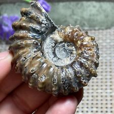 76g Top Natural unPolished Goat Horn Snail from Madagascar A47 picture