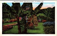 FL-Florida Beautiful Banana Tree Bearing Fruit, Tropical Garden Vintage Postcard picture
