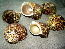 12X Sea Shells Green Tan Turbo Hermit Crab Craft Decor 15 PIECE LOT 2