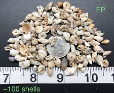 Assorted Small Hawaiian Shells - Mixed Lot - Authentic Hawaiian Shells picture