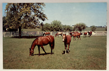 Greetings from The Heart of Corn County, Hedrick, Iowa IA, Horses Postcard picture