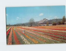 Postcard Tulip Field Puyallup Valley Washington USA picture