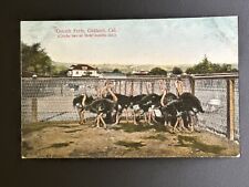 California CA Ostrich Farm Postcard Old Vintage Card View Oakland R23 picture