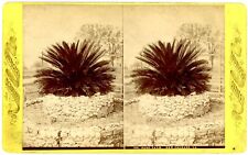 LOUISIANA SV - New Orleans - Sago Palm - 1880s picture