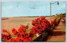 Flowers~Memphis Tennessee~Rose Lined Riverside Drive~PM 1957 Postcard picture