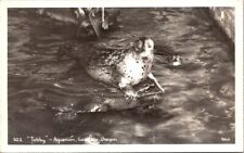 Vintage RPPC Postcard Tubby the Seal at Seaside Aquarium Seaside Oregon OR  Z146 picture
