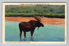 Yellowstone National Park WY-Wyoming, Bull Moose, Vintage Postcard picture