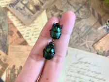 Pair of Onthophagus mouhoti, Real dung beetle pair male and female, Taxidermy picture