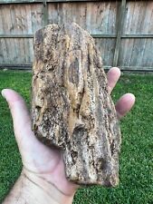 Texas Petrified Wood Natural Rotted Agatized Tree Branch Prehistoric Fossil picture