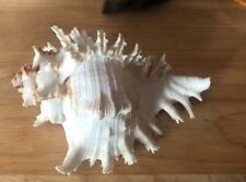 Conch Sea Shell Spiked Murex Seashell Beach Decor Nautical Art White And Pink 6” picture