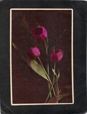 C1767 Flowers Tulips Tinted vintage postcard picture