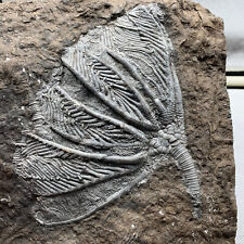 950 grams of fossils of crinoid from the Guanling Biota in Guizhou picture