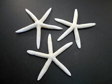 3 Large White Pencil (Finger) Starfish 6