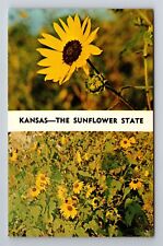 KS-Kansas, Sunflowers, Kansas State Flower, Antique Vintage Souvenir Postcard picture