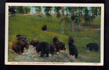 PC-1993**Haynes Color Vintage  PC****Yellowstone Park Bears**Wyoming picture