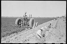 Bunching carrots. Large machine is digging the carrots. Yuma County, Arizona picture