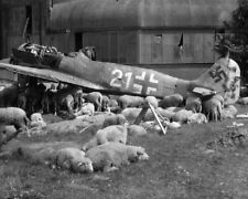 Wreck of a German Focke-Wulf Fw 190 used as livestock house 8x10 Photo WWII 845 picture