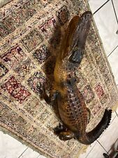 alligator taxidermy vintage Rare Find Flordia Alligator 45” Long  real picture