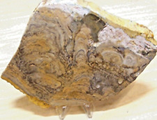 Wyoming Stromatolite - Rough Rock Slab picture