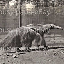 1950s Giant Ant Eater Bronx Zoo New York James Sawders Nutley New Jersey Photo picture