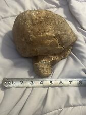 Woolly Mammoth Fossil Bone Fragment  Genuine Authentic picture