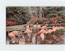 Postcard Beautiful Flamingos Sunken Gardens St. Petersburg Florida USA picture