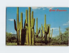 Postcard Giant Saguaros, Southern Arizona picture