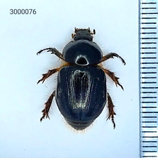 Scarabaeidae Dynastinae sp. Female NORTH THAILAND picture